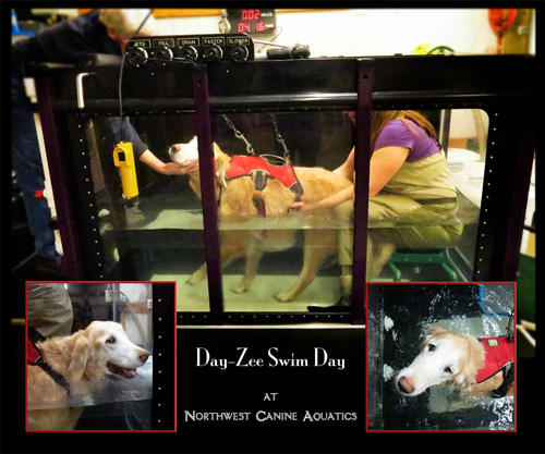 Day-Zee swim day at NWK9