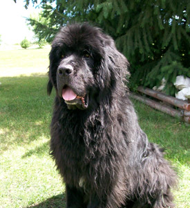 Balou