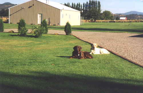 Buaba & Pheobe at Northwest Canine Aquatics Facility