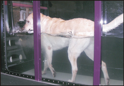Pheobe on the treadmill with the jets on